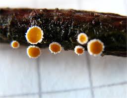 Attēlu rezultāti vaicājumam “Hyaloscypha hyalina”