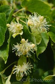 Attēlu rezultāti vaicājumam “Tilia x vulgaris”