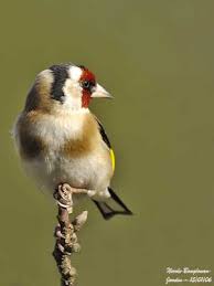 Attēlu rezultāti vaicājumam “Fringillidae”