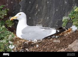 Attēlu rezultāti vaicājumam “Larus argentatus nest”
