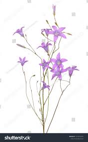 Image result for Campanula patula