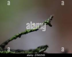 Attēlu rezultāti vaicājumam “Chaenotheca furfuracea”