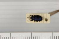 Attēlu rezultāti vaicājumam “Magdalis sp.”