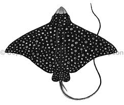 Image result for Aetobatus narinari