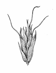 Attēlu rezultāti vaicājumam “Trisetum flavescens flower”
