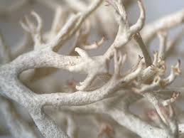 Attēlu rezultāti vaicājumam “Cladonia mitis”