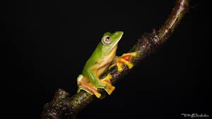 Attēlu rezultāti vaicājumam “Junghuhnia pseudozilingiana”