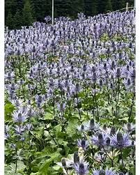 Image result for Blaudistel