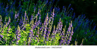 Attēlu rezultāti vaicājumam “Galega orientalis flower”