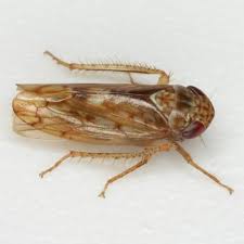 Attēlu rezultāti vaicājumam “Cicadellidae”