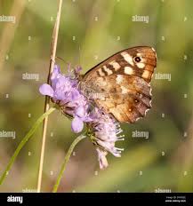 Attēlu rezultāti vaicājumam “Pararge aegeria underside”