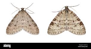 Attēlu rezultāti vaicājumam “Trichopteryx carpinata”