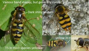 Attēlu rezultāti vaicājumam “Syrphus sp. imago”