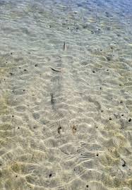 Image result for Acroteriobatus blochii