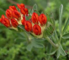 Image result for Anthyllis vulneraria rubra