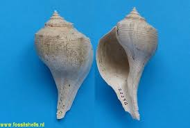 Image result for Sinistrofulgur perversum