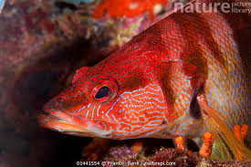 Image result for Serranus scriba