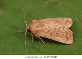 Attēlu rezultāti vaicājumam “Luquetia lobella”