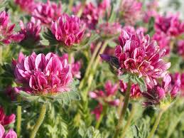 Image result for Anthyllis vulneraria rubra