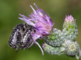 Attēlu rezultāti vaicājumam “Oxythyrea funesta imago”