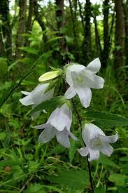 Attēlu rezultāti vaicājumam “Campanula trachelium flower”
