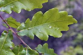 Attēlu rezultāti vaicājumam “Quercus robur”