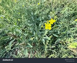 Attēlu rezultāti vaicājumam “Diplotaxis tenuifolia leaf”