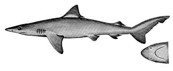 Image result for Carcharhinus