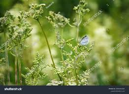 Attēlu rezultāti vaicājumam “Celastrina argiolus male”