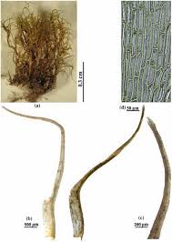 Attēlu rezultāti vaicājumam “| Dicranella”
