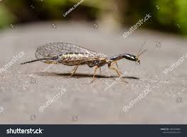 Attēlu rezultāti vaicājumam “Raphidioptera imago”