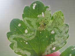 Attēlu rezultāti vaicājumam “Phytomyza ranunculi”