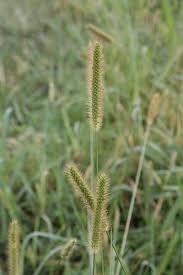 Attēlu rezultāti vaicājumam “Setaria glauca”