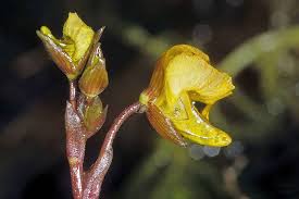 Attēlu rezultāti vaicājumam “Utricularia minor flower”