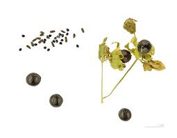 Attēlu rezultāti vaicājumam “Silene baccifera fruit”