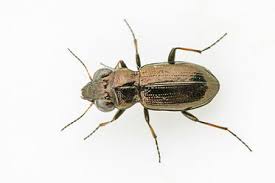 Attēlu rezultāti vaicājumam “Notiophilus germinyi”