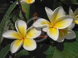 Attēlu rezultāti vaicājumam “Euura acutifoliae”