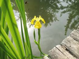 Attēlu rezultāti vaicājumam “Iris pseudacorus fruit”