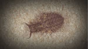 Attēlu rezultāti vaicājumam “Myrmeleontidae larva”