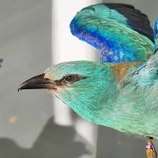 Attēlu rezultāti vaicājumam “Coracias garrulus adult”