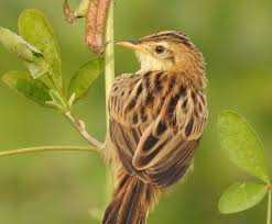 Image result for Cisticola juncidis