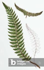 Attēlu rezultāti vaicājumam “Polystichum aculeatum”