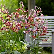 Image result for Lilium martagon `Arabian Night`
