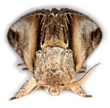 Attēlu rezultāti vaicājumam “Pheosia tremula”