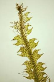 Attēlu rezultāti vaicājumam “Cephalozia connivens”