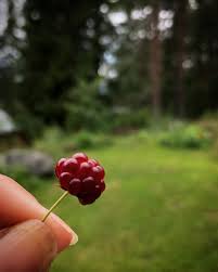 Attēlu rezultāti vaicājumam “Rubus arcticus”