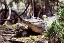 Image result for Alligator mississippiensis