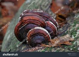 Attēlu rezultāti vaicājumam “Hypocrea pulvinata”