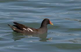 Attēlu rezultāti vaicājumam “Gallinula chloropus”
