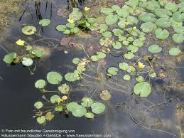 Image result for Seekanne